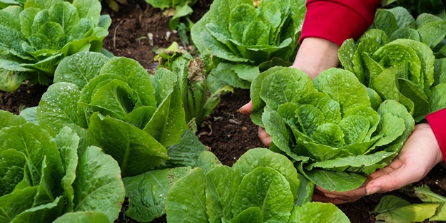 Meslek liseliler tarımı sebze yetiştirerek öğreniyor
