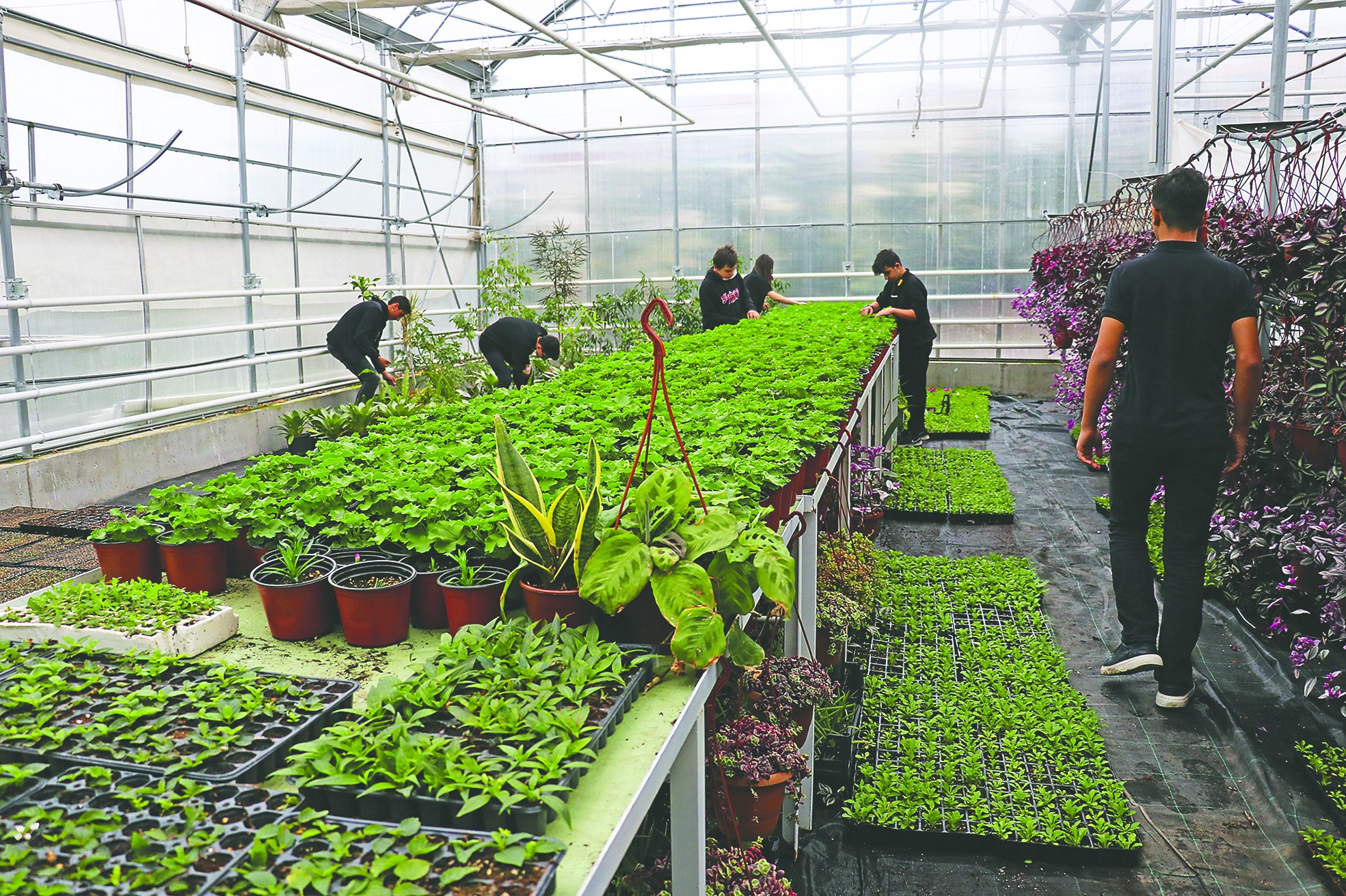 Meslek liseliler yılda bir milyon çiçek yetiştiriyor