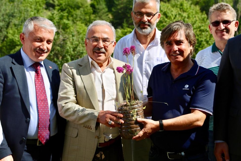 Mesudiye’nin bitkileri şifa kaynağı 