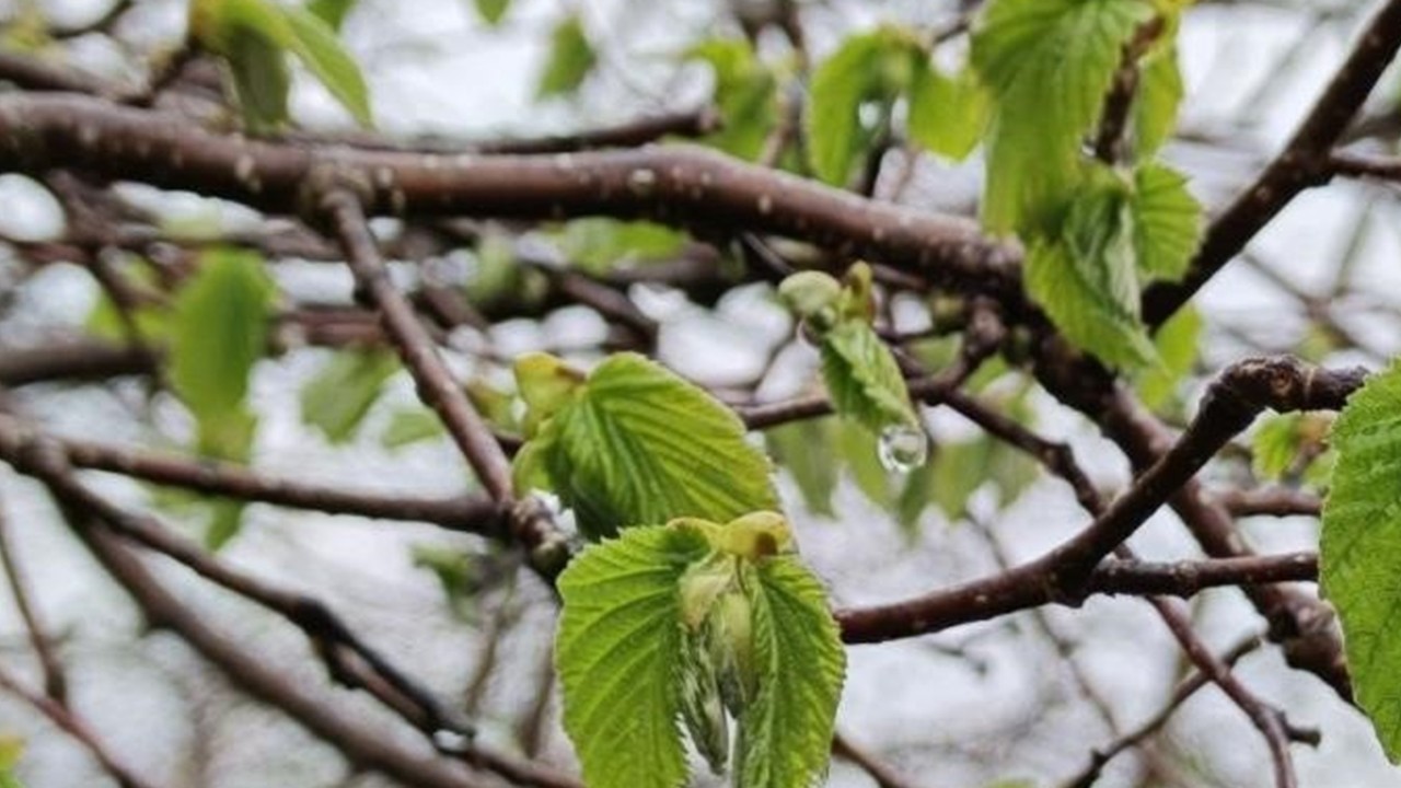 Meteoroloji uyardı: Düzce dahil 7 ilde sıfırın altında sıcaklık ve zirai don riski