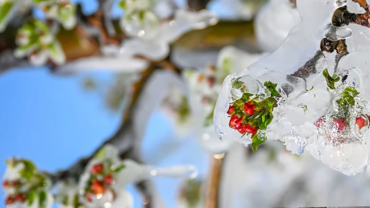 Meteorolojiden 20 il için zirai don uyarısı: Kabus 3 gün sürecek