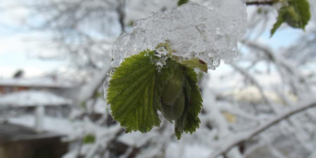 Meteorolojiden 4 ile zirai don uyarısı