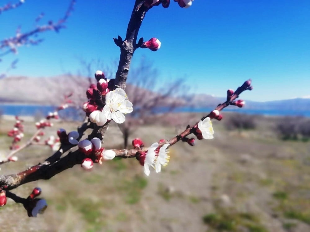 Meteoroloji’den Aydın’a zirai don uyarısı 