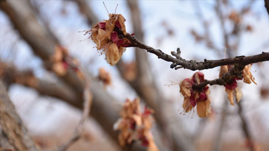Meteorolojiden Doğu Anadolu'da 6 ilde 'zirai don' uyarısı