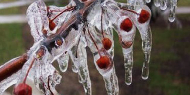 Meteorolojiden o bölge için zirai don uyarısı!