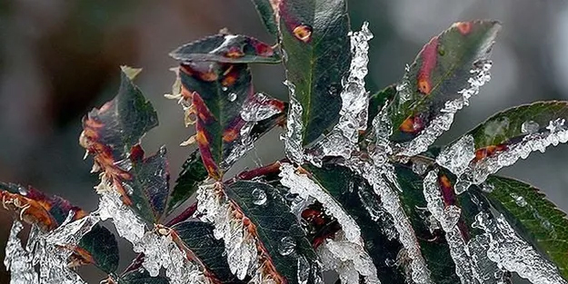 Meteoroloji tahminleri: Zirai don geliyor... O illerde yaşan çiftçilerimiz önlem alsın!