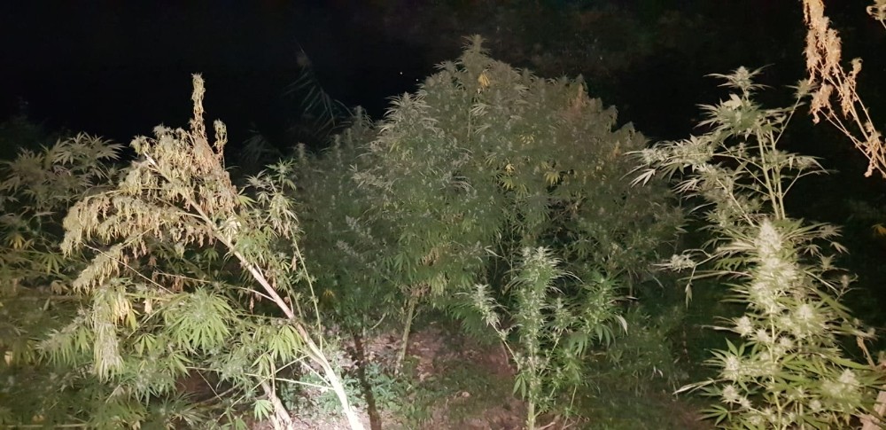 Metrelerce uzunlukta kenevirlerin bulunduğu tarlaya drone ile polis baskını 