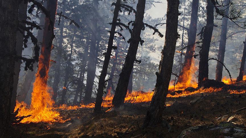 Mevsim normallerinin üstündeki hava sıcaklıkları ormanları tehdit ediyor