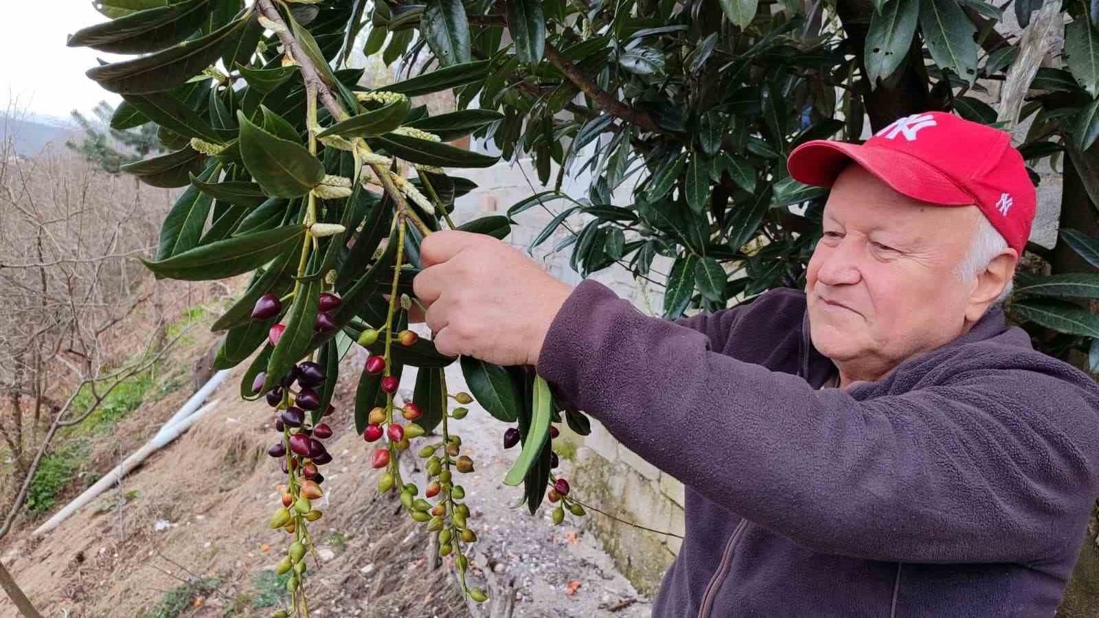 Mevsimler Şaştı, Giresun’da Ağaçlar Baharı Yaşadı