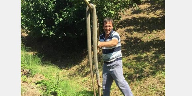Mevsimlik işçiler, 3 metrelik yılanı öldürüp sosyal medyadan paylaştılar