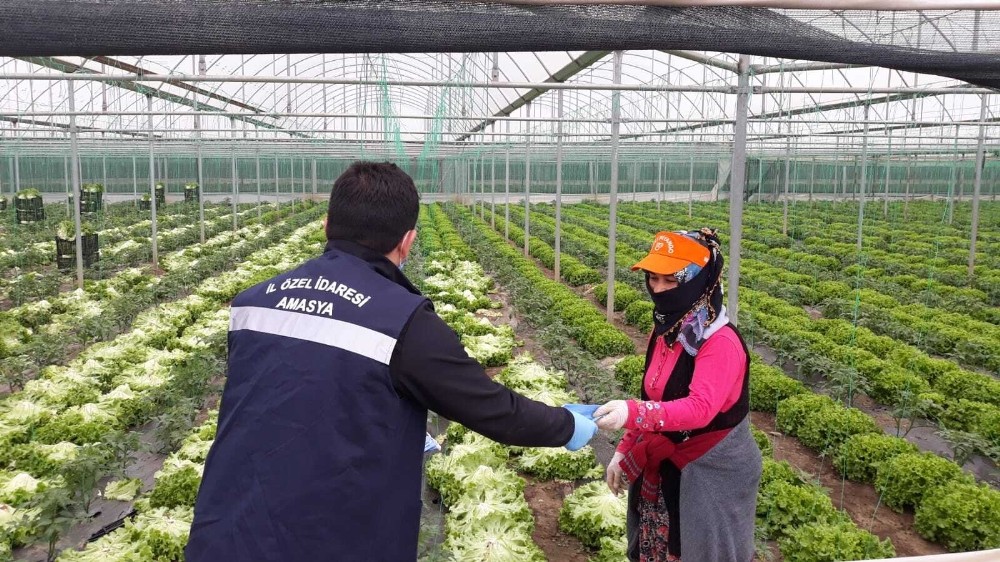 Mevsimlik tarım işçilerine koruyucu maske 