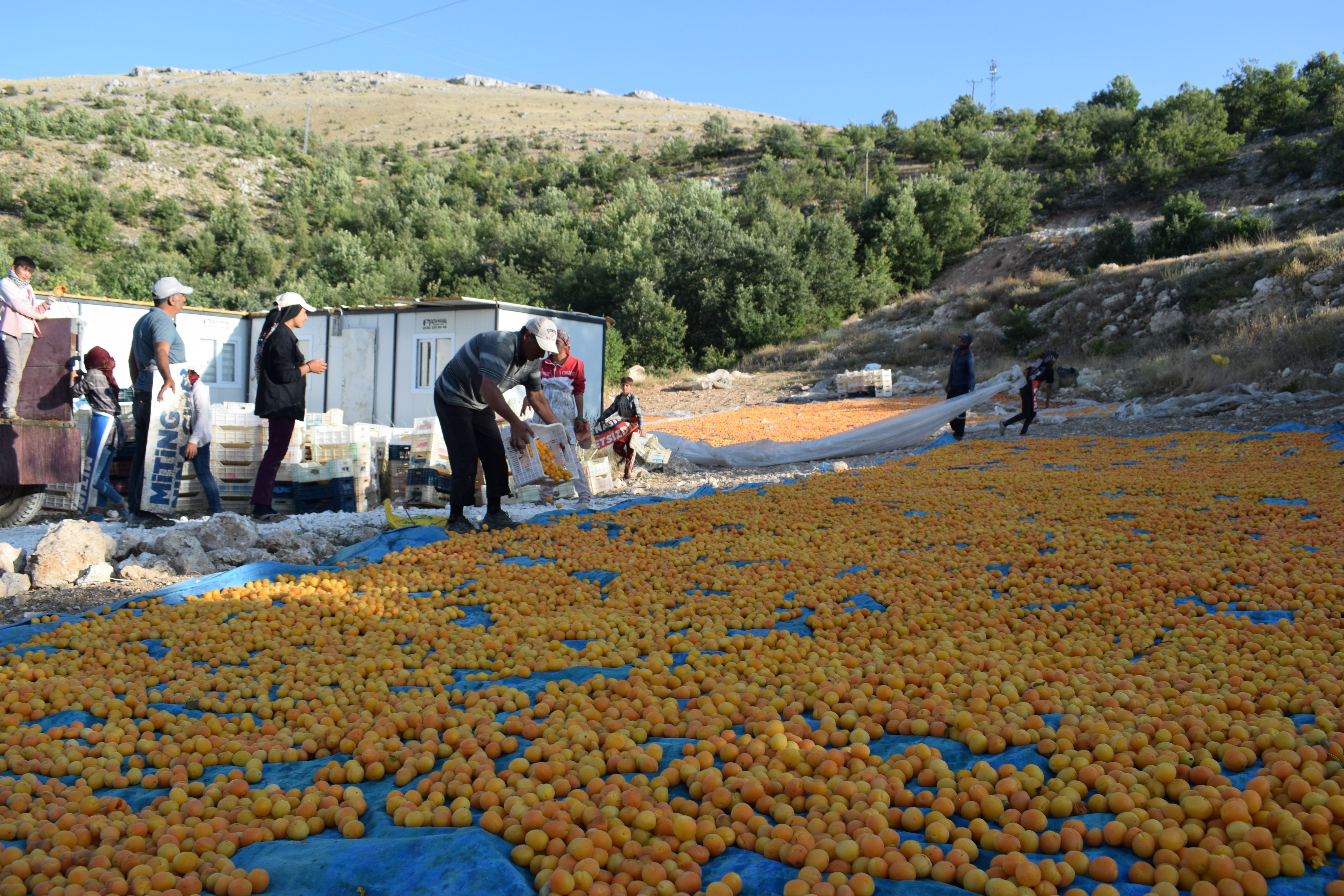 Mevsimlik tarım işçilerinin zorlu kayısı mesaisi