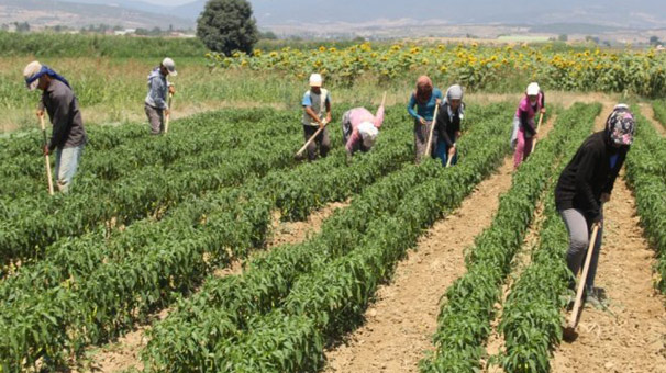 Mevsimlik tarım işçisi göçü başladı