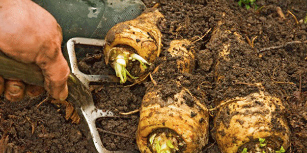 Meyan kökünü maden suyu ile birlikte tüketirseniz! 10 kat daha değerli su adeta şifa deposu!