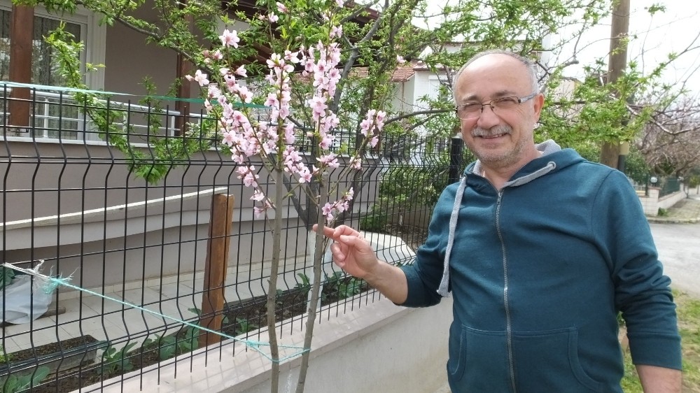 Meyve ağaçları bolluktan yıkılıyor 