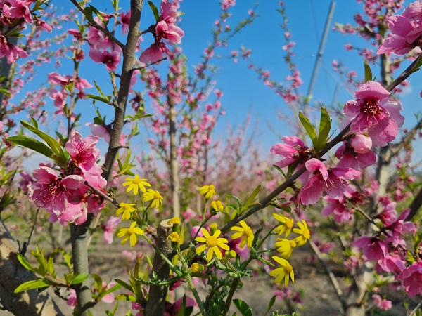 Meyve ağaçları erken açtı! Ortaya ise tabloluk manzara çıktı