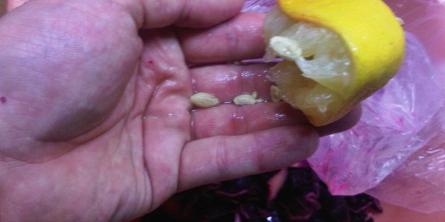 Meyve çekirdekleri apandisin patlamasına sebep oluyor