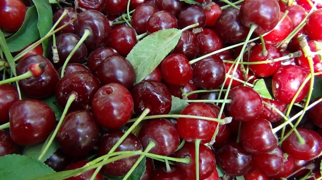 TEMA Vakfı’nın meyve çekirdekleri toprağa ekilsin diye duyuru yaptığı iddiası