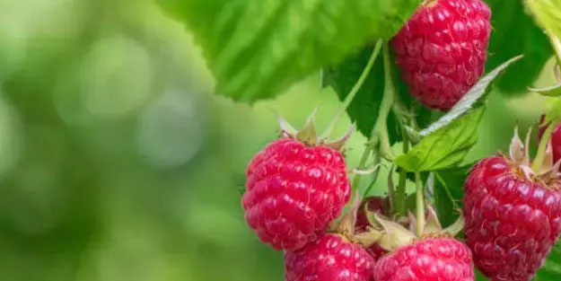 Adeta hafıza ilacı: Kahvaltıda eksik etmeyin!