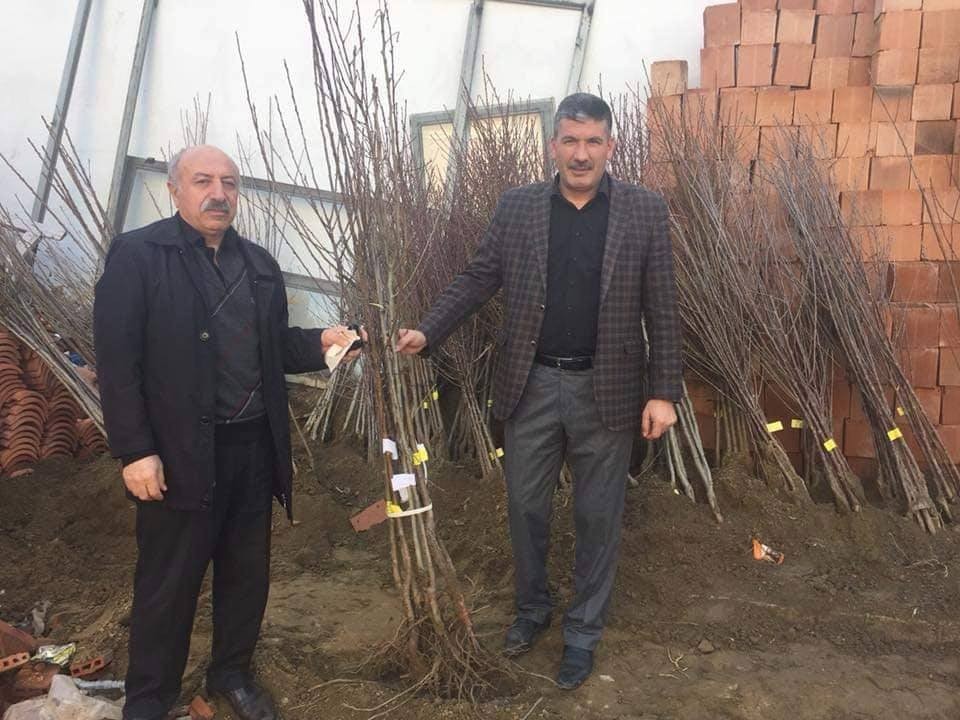 Meyve fidanı satışına başlanıldı 