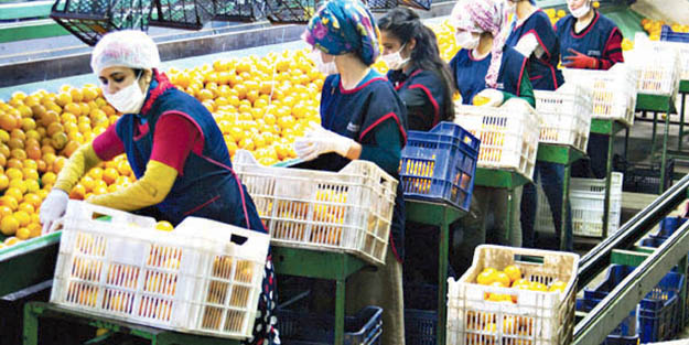 Meyve ihracatı ikiye katlandı