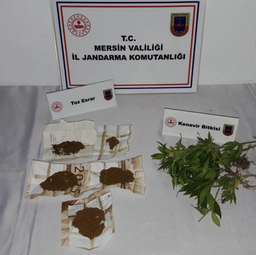 Meyve kasalarına kenevir eken şüpheli yakalandı 