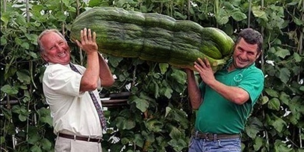 Meyve-sebzelerin boyutları şaşırtıyor!