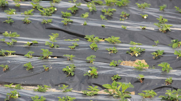 Meyve vermeden bahçeden satıldı!