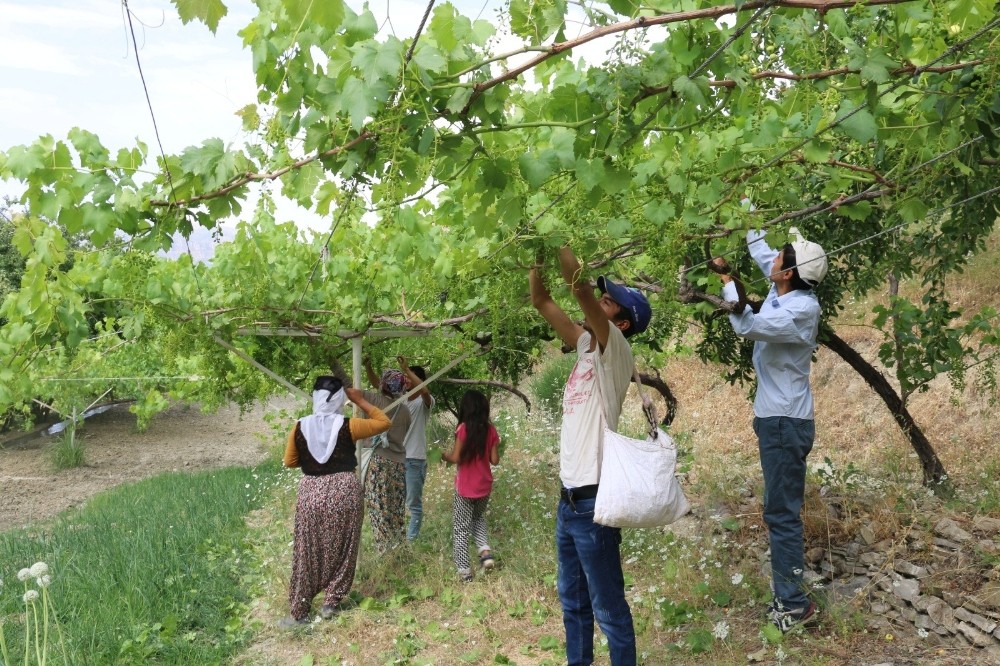 Meyvesi 2, yaprağı 10 liradan satılıyor 
