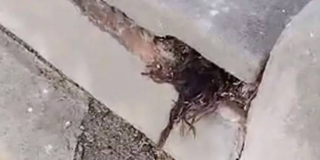 Mezarlık ziyaretinde şoke eden olay! Taşlar arasından saçlar çıktı