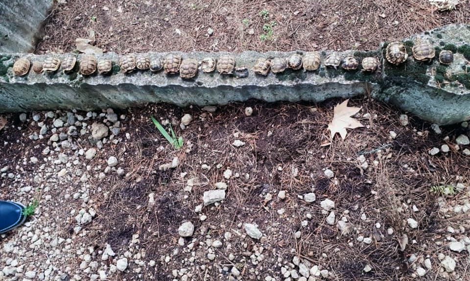 Mezarlıkta yan yana dizilmiş 23 kaplumbağa ölüsü bulundu 