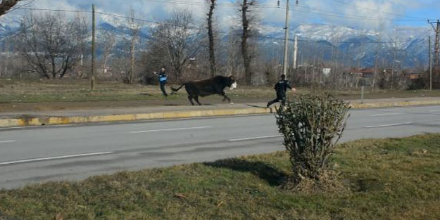 Mezbahadan kaçan boğa ortalığı birbirine kattı
