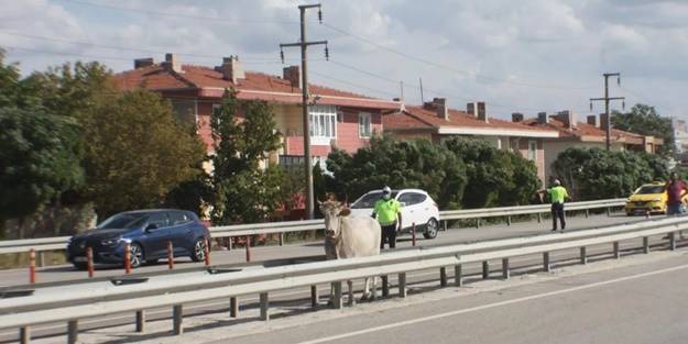 Mezbahaya götürülen inek kaçtı