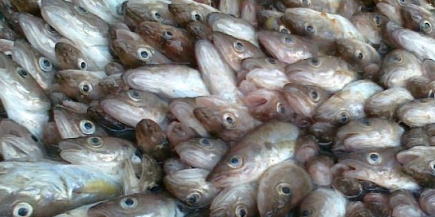 Mezgit fiyatlarına 'Galatasaray' dopingi