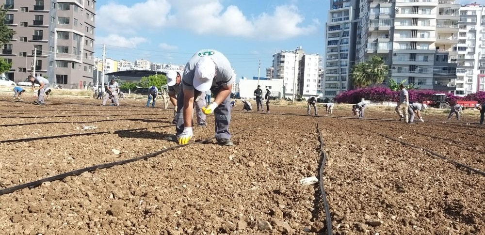 Mezitli’de kent içi tarım yayılıyor 