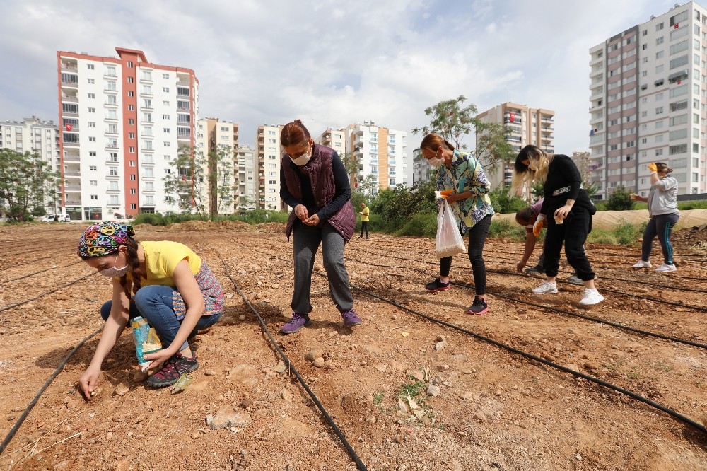 Mezitli’de mısır üretimi başladı 