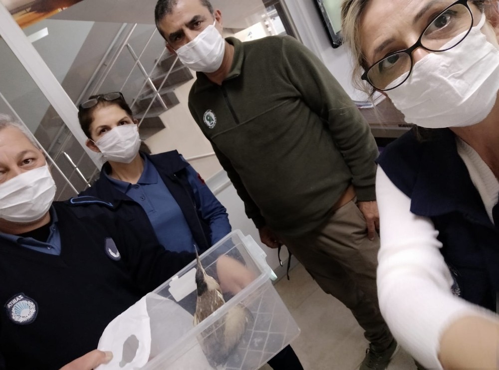 Mezitli’de yaralı halde bulunan balaban kuşu tedaviye alındı 