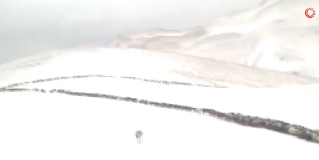 Mezradan köye götürülen koyunlar tipiye yakalandı