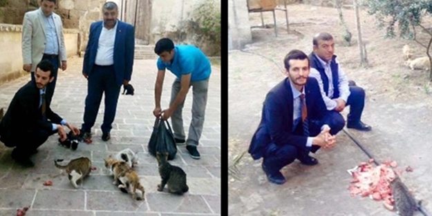 MHP, kedi avlama işine girdi