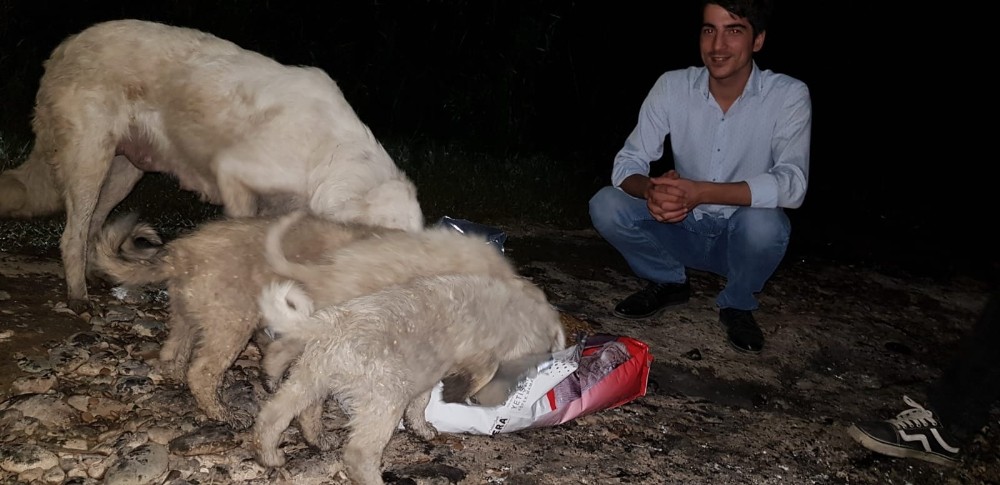 MHP’li gençler sokak hayvanlarına sahip çıktı 