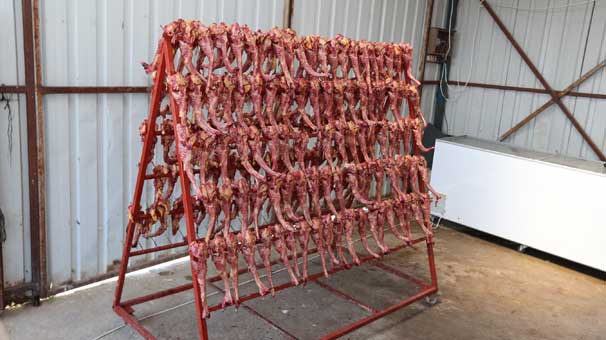 Sakarya’da mide bulandıran görüntüler… Son anda kurtardık!