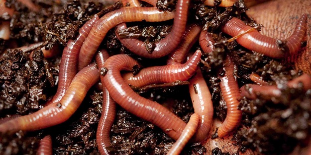 Mide bulandıran iddia: 2030'da insanlık bunları yiyecek