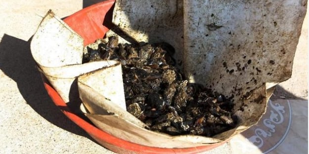 Mide bulandıran manzara! Vatandaşa bunları yedirdiler