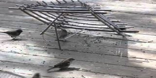 "Mîde derdi olmasaydı, hiçbir kuş tuzağa düşmezdi!"