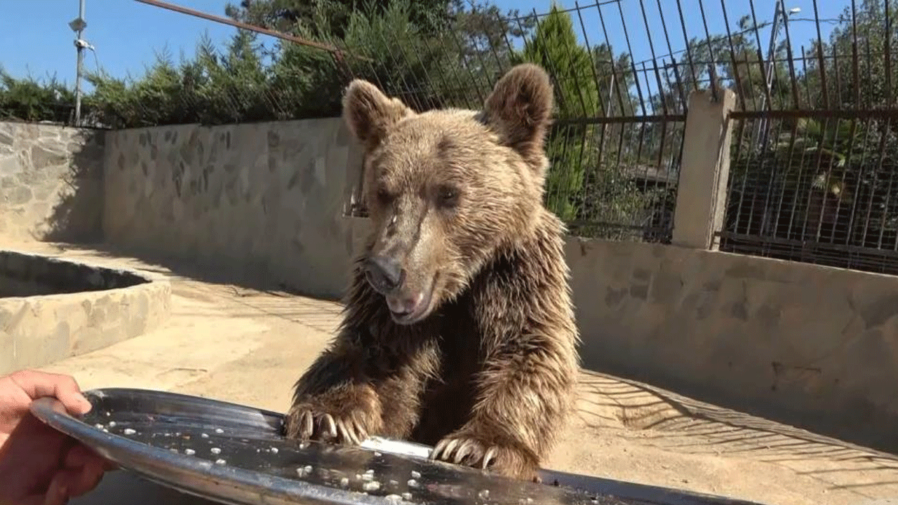 Mide rahatsızlığından tomografi cihazına girmişti! O ayı sağlığına kavuştu