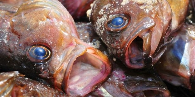 Mideniz bulanacak ama onlar bayılarak yiyor!