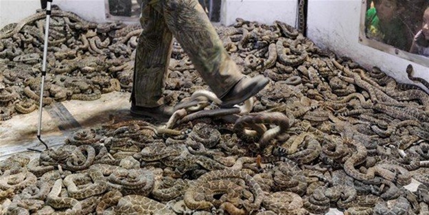 Mideniz kaldırmayacak! 'Çıngıraklı Yılan Festivali'