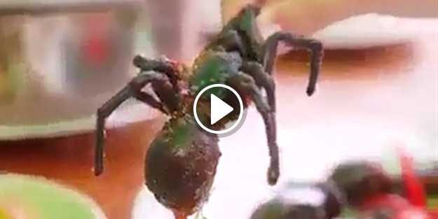 Midenizi bulandıracak canlı böceklerden oluşan Çin yemekleri