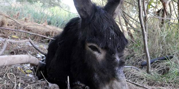 Midyat'ta eşek kavgası