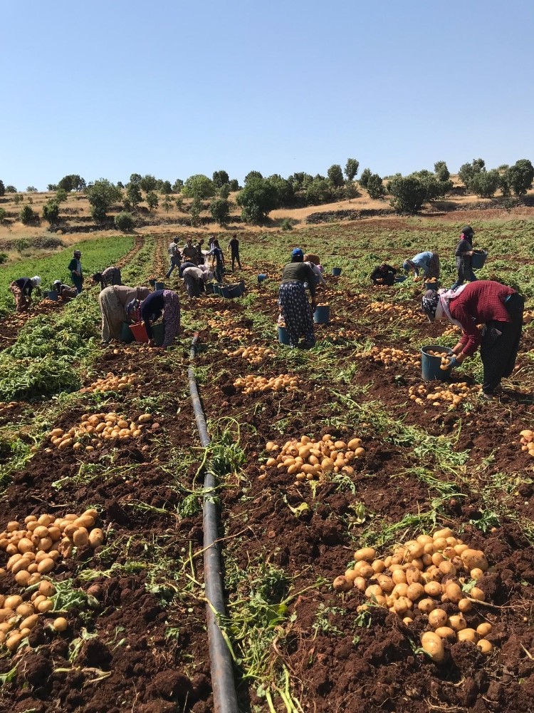 Midyat’ta patates hasadı yapıldı 